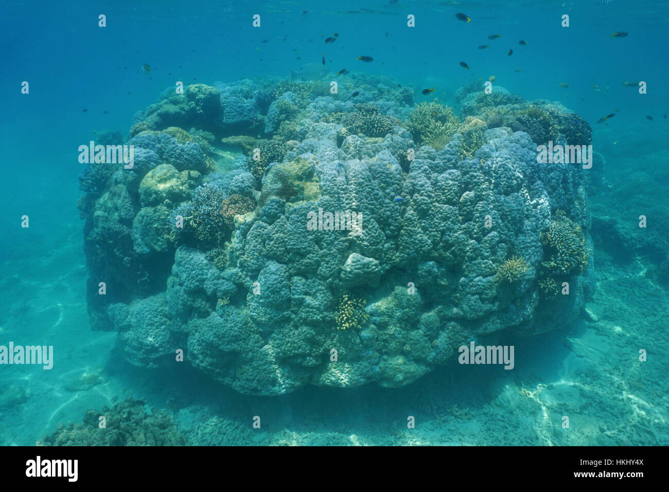 Massive Korallen Höhepunkt unter Wasser in der Lagune von Grand Terre Insel, Süd-Pazifik, Neu Kaledonien Stockfoto