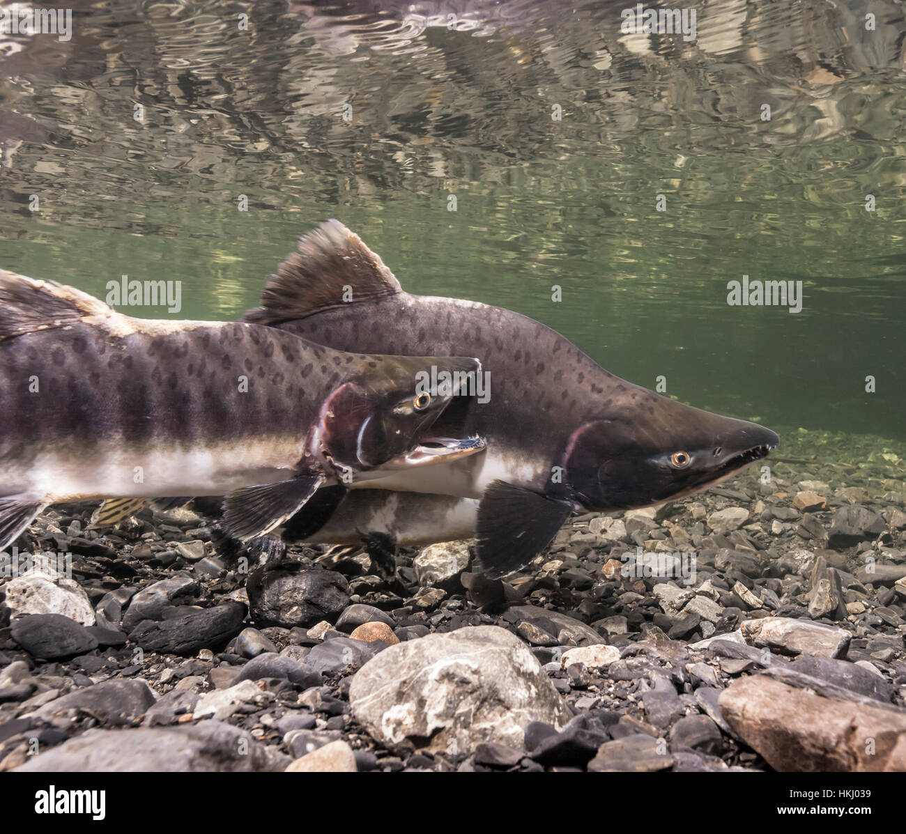 Unterwasseransicht Eines rosa Lachs (Oncorhynchus Gorbuscha) Laichpaares Paar mit einem aggressiven Sneaker männliche klaffende in Hartney Creek in der Nähe von Cordova, Alask... Stockfoto