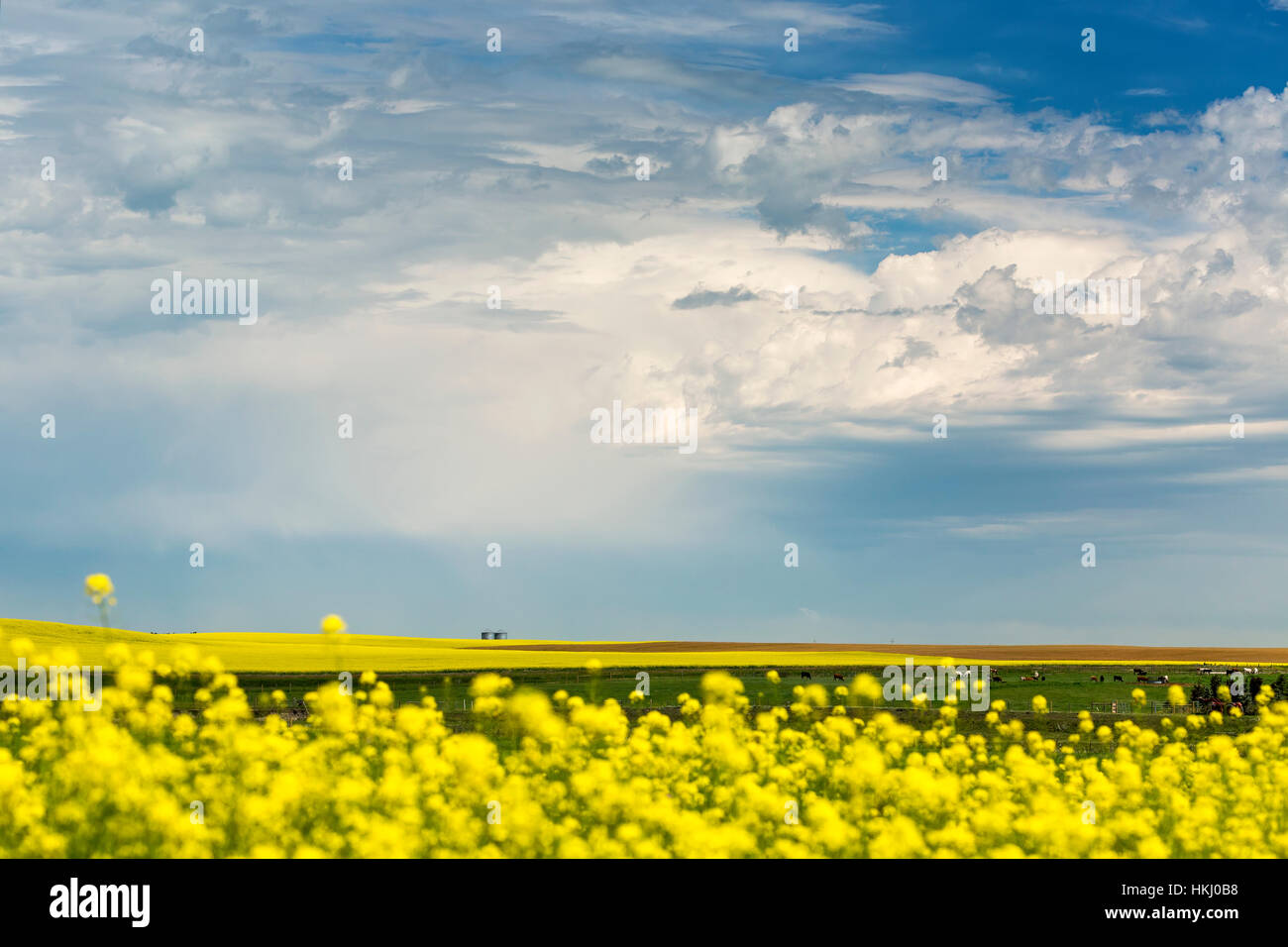 Blühender Raps Feld mit dunklen Gewitterwolken und Vieh; Nanton, Alberta, Kanada Stockfoto