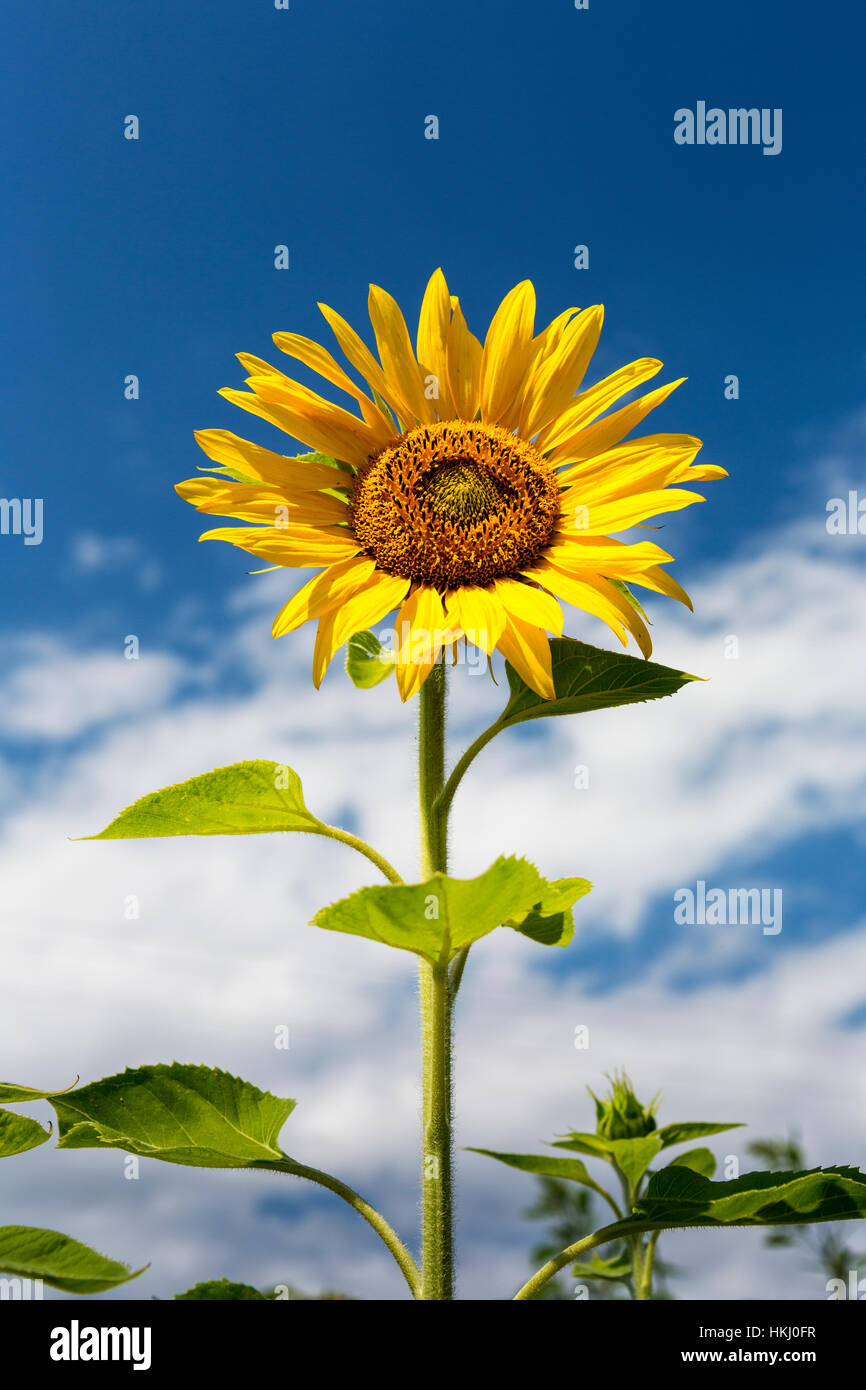 Niedrigen Winkel Nahaufnahme einer Sonnenblume mit blauen Himmel und Wolken; Alberta, Kanada Stockfoto