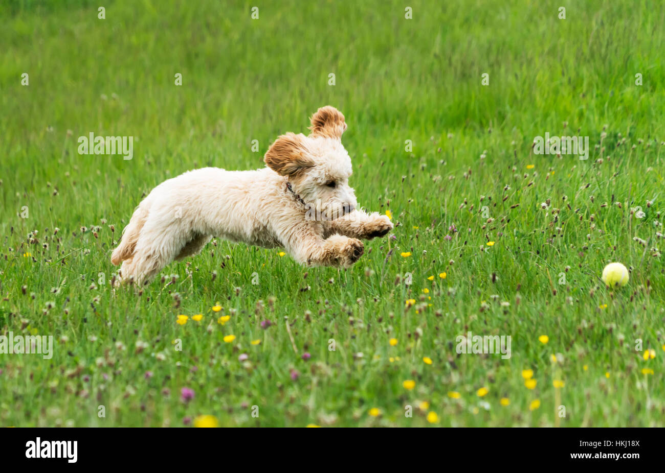 Ein Welpe läuft über ein Feld von Wildblumen, einen Ball zu fangen; South Shields, Tyne and Wear, England Stockfoto