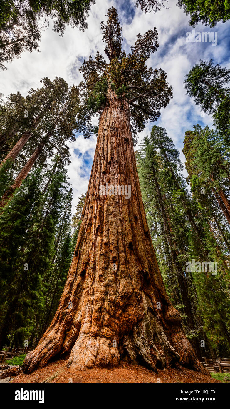 Höchster Baum Der Welt Jemals