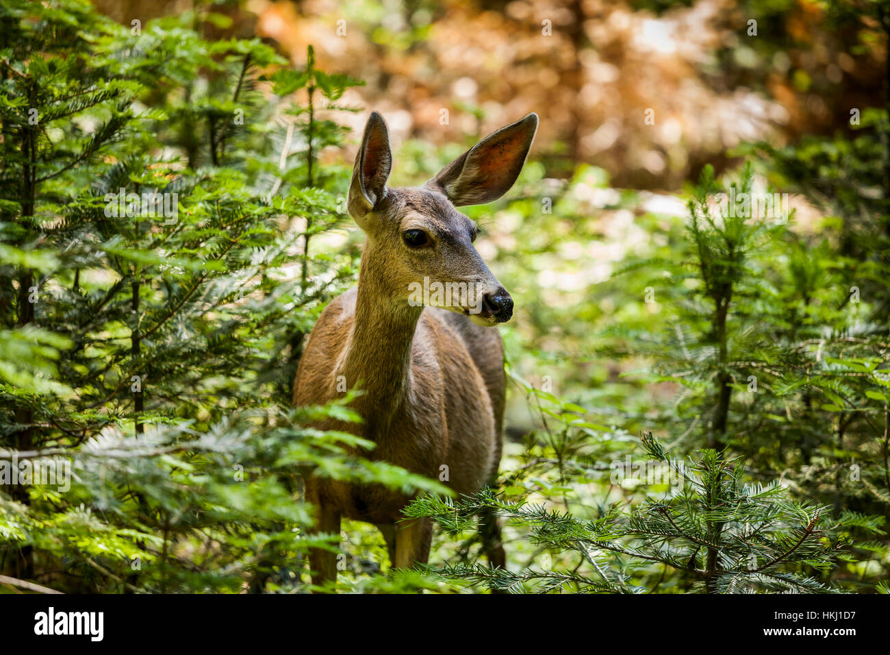 Maultierhirsch (Odocoileus Hemionus), Sequoia National Park; Kalifornien, Vereinigte Staaten von Amerika Stockfoto