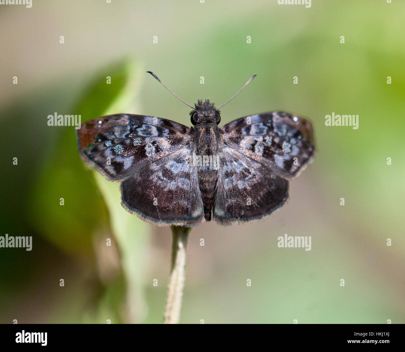 Bunte Skipper Butterfly (Gorgythion Begga) Stockfoto