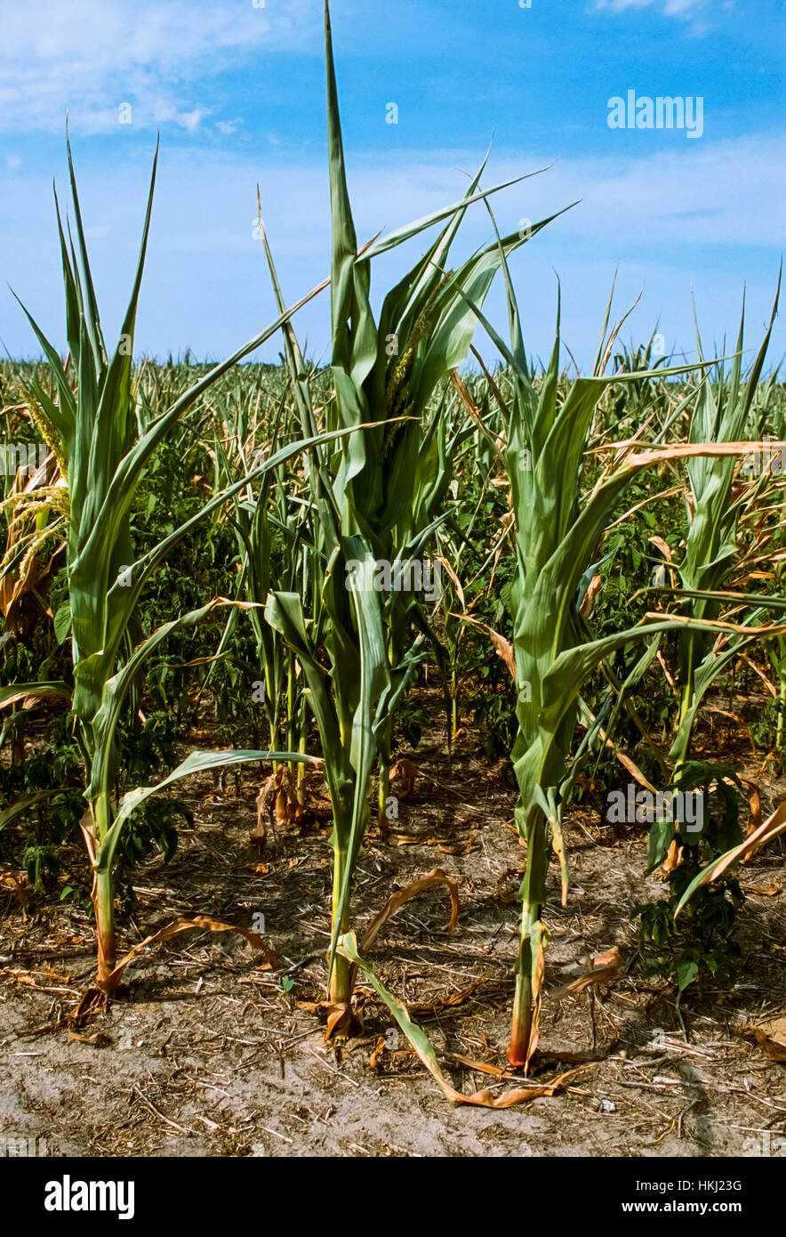 Landwirtschaft - Mitte Wachstum Getreide Mais Ernte stark durch Dürre/Sussux County, Maryland, USA beschädigt. Stockfoto