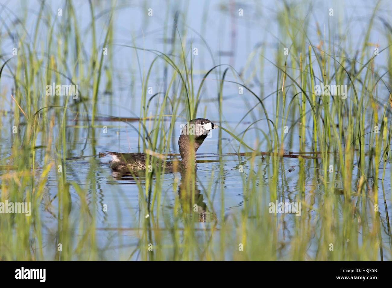 Pied – abgerechnet grebe Stockfoto