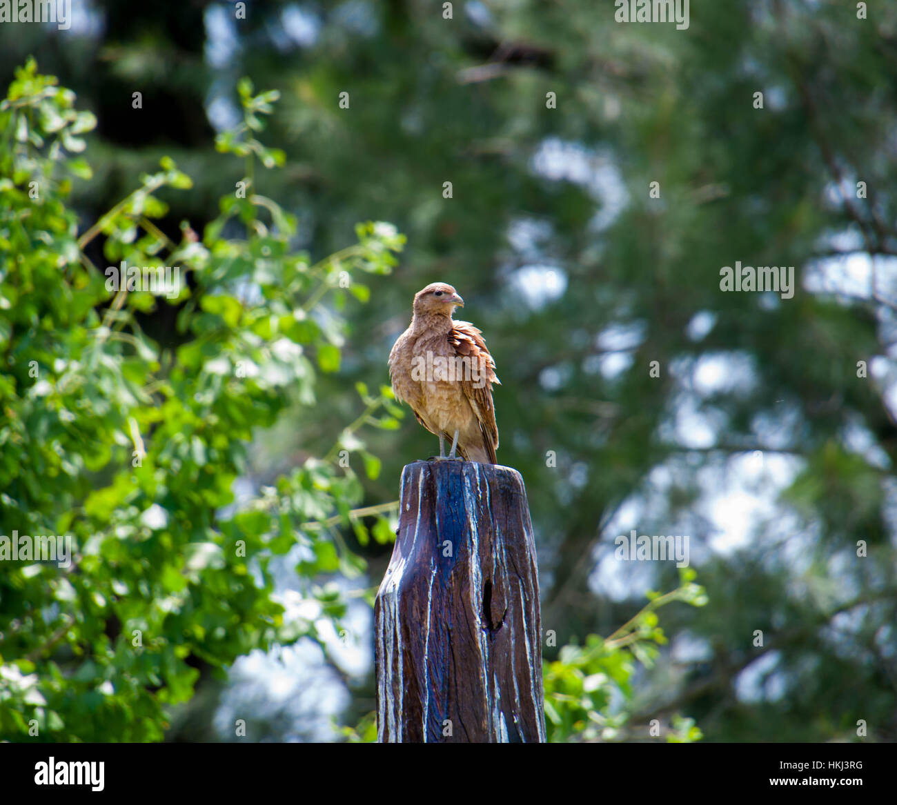 Auf Gott vertrauen wir, das Land der freien. Amerikanische Baby eagle Stockfoto