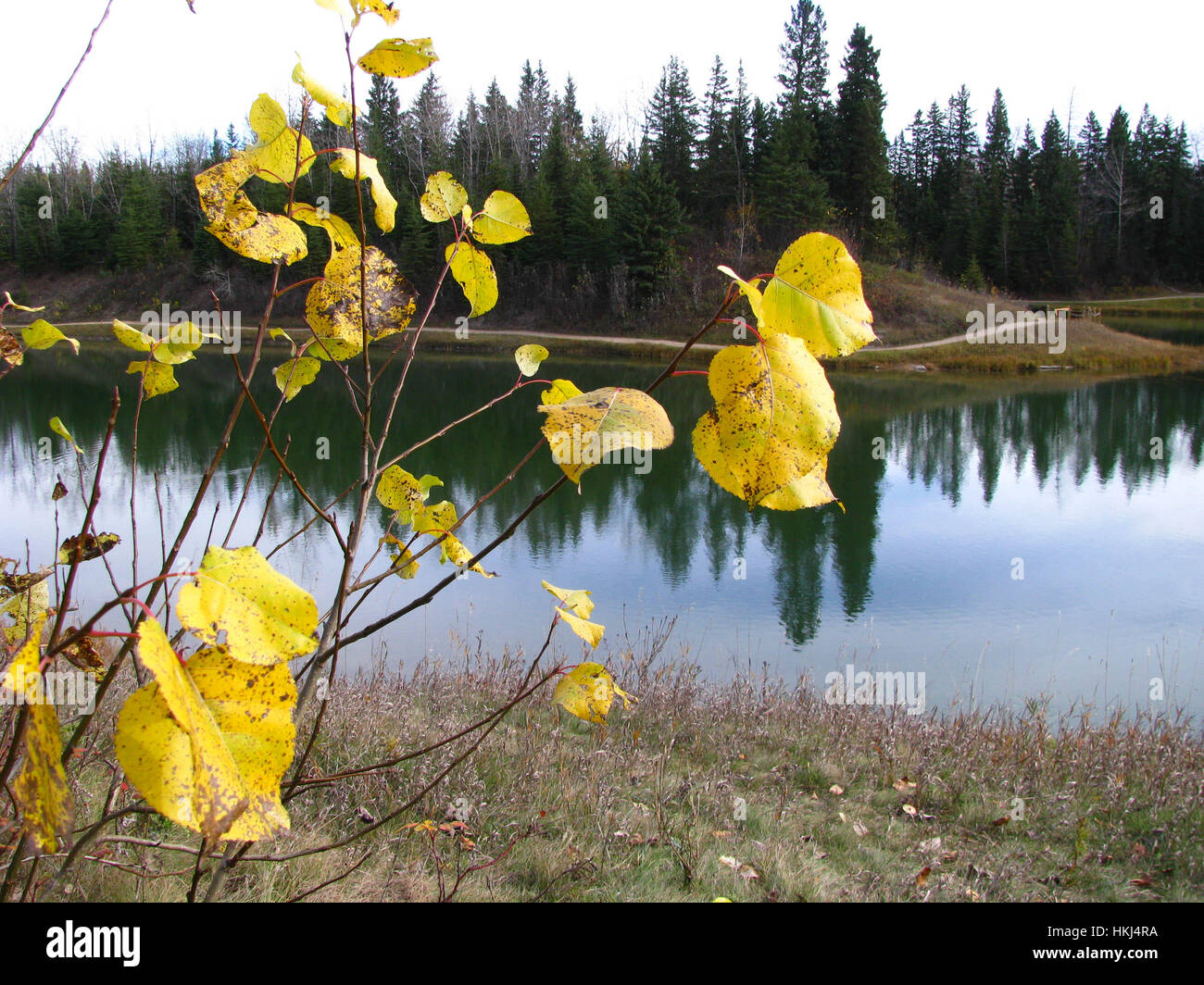 Die Blüten der Zentral-Alberta, Red Deer, Kanada Stockfoto