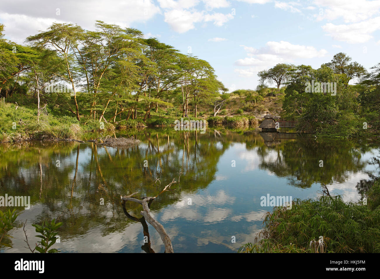 Quellgebiet von Mzima Springs, Tsavo West National Park, Taita-Taveta County, Kenia Stockfoto