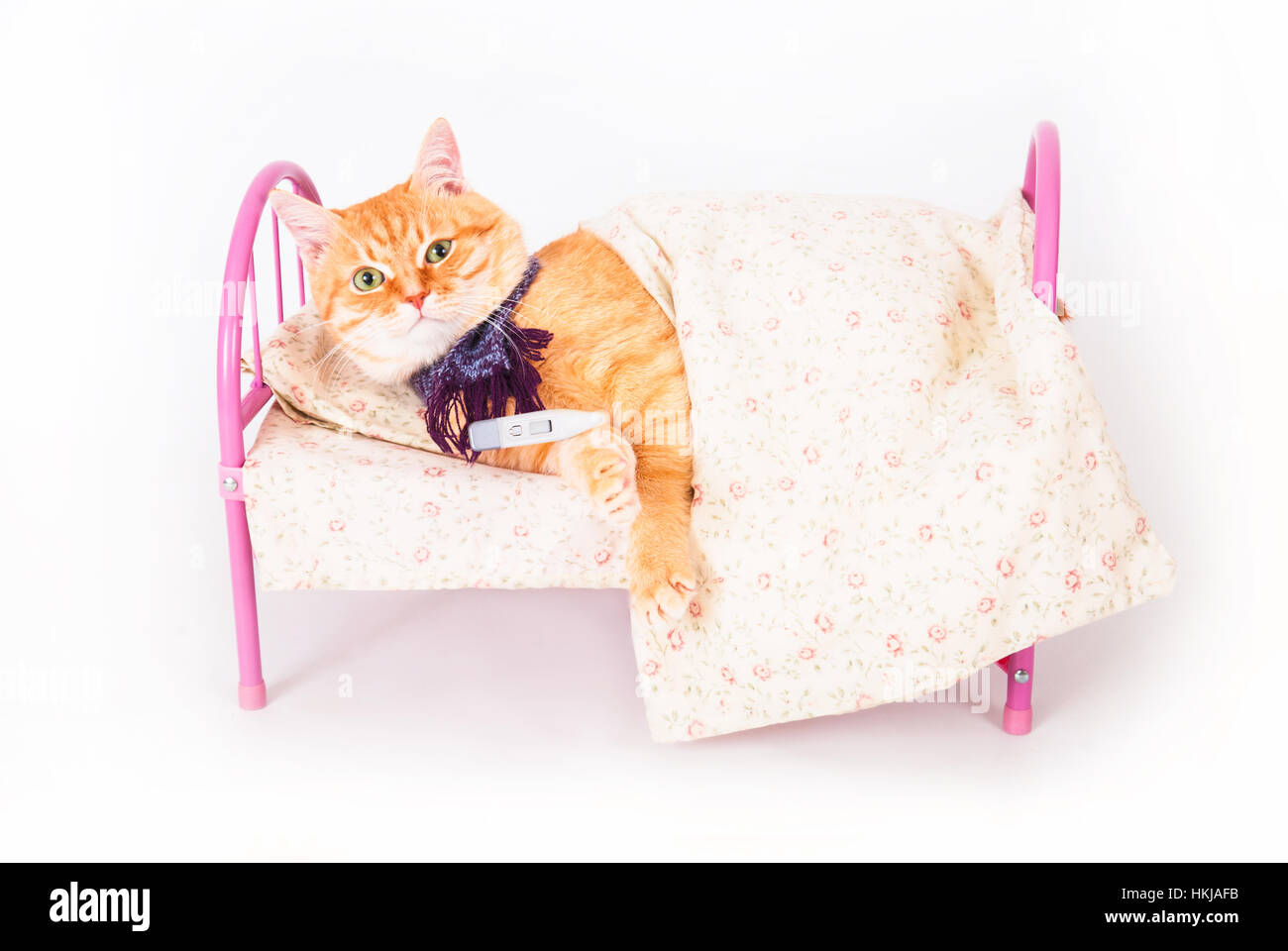 Rote Katze im Bett liegend mit einem Thermometer. Das Konzept der Veterinär- und tierischen Gesundheit. Studio gedreht. Stockfoto