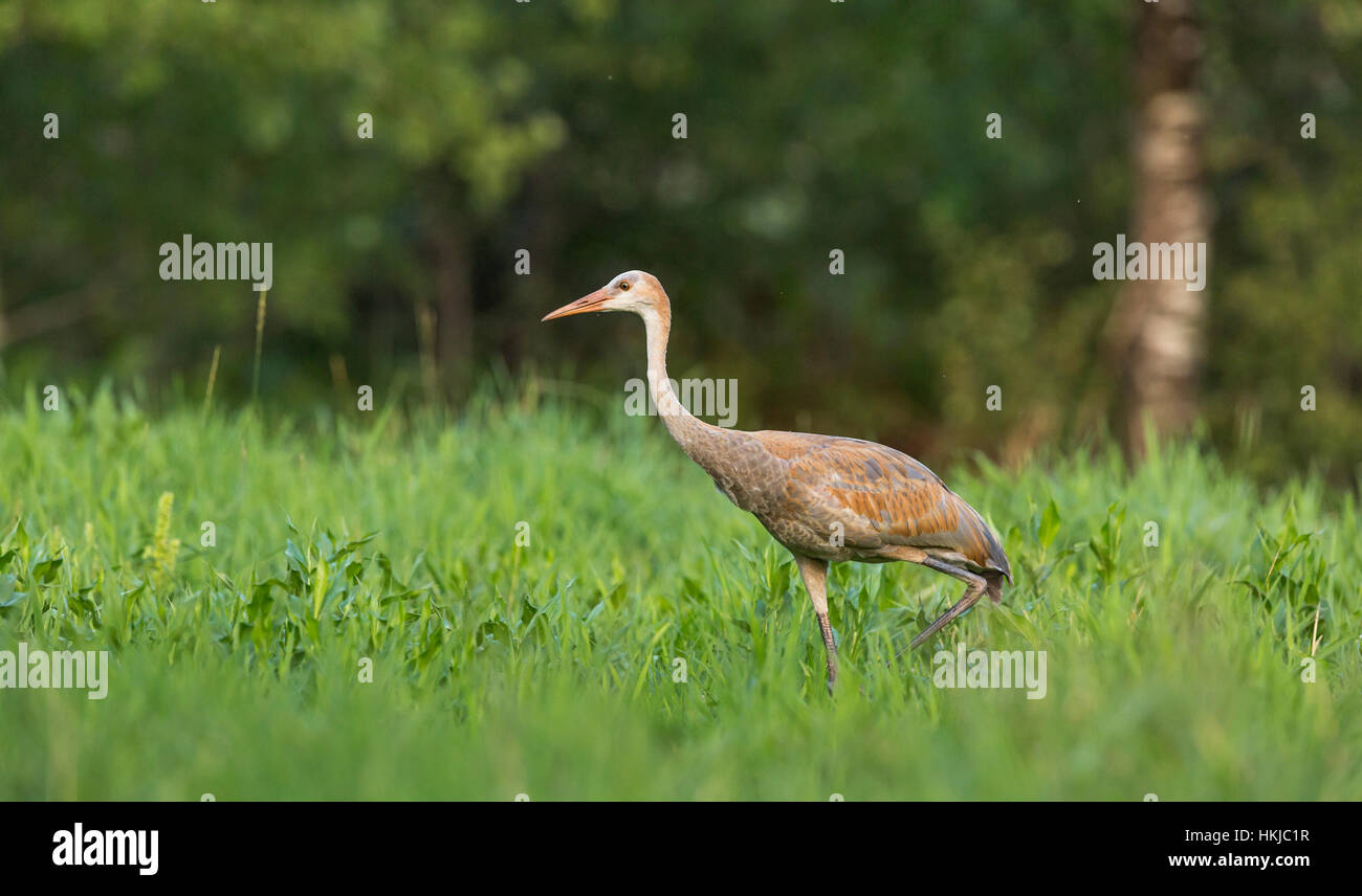 Sandhill Kran Stockfoto