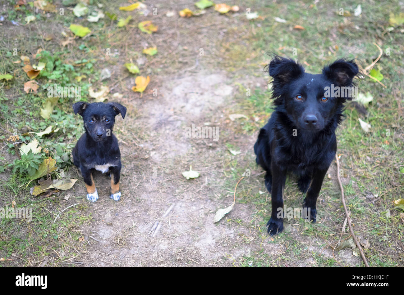 Zwei schwarze Hunde, die wir auf Kamera Stockfoto