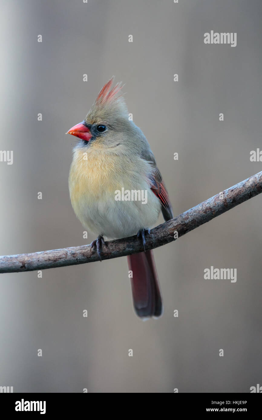 Weibliche Kardinal (Cardinalis Cardinalis) thront auf einem Ast in Wisconsin während des Winters. Stockfoto