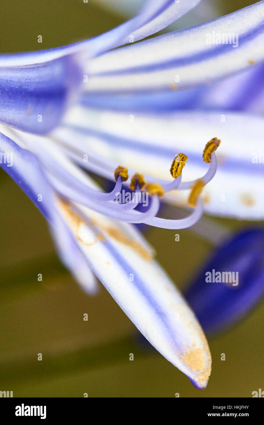 Afrikanische Lilie mit Stempel und Pollen (Nahaufnahme) Stockfoto
