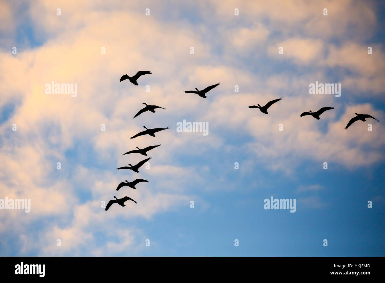 Herde von Kanadagans (Branta Canadensis) in einer V-Formation in einem November Himmel fliegen. Stockfoto