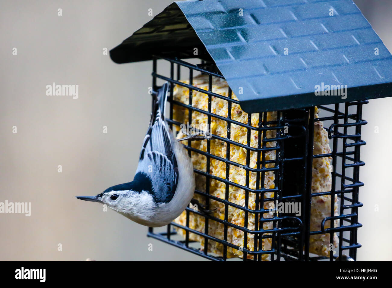 Weißer-breasted Kleiber (Sitta Carolinensis) auf einem Talg Feeder in Wisconsin. Stockfoto