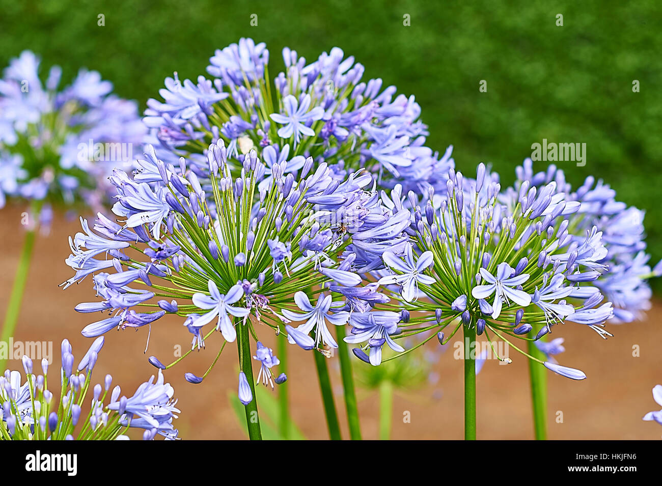 Schmucklilie blüht in einem Ziergarten, Tansania Stockfoto