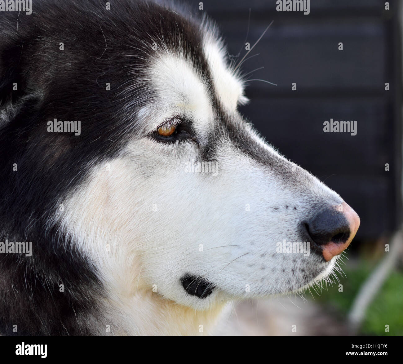 Alaskan Malamute Hund Stockfoto