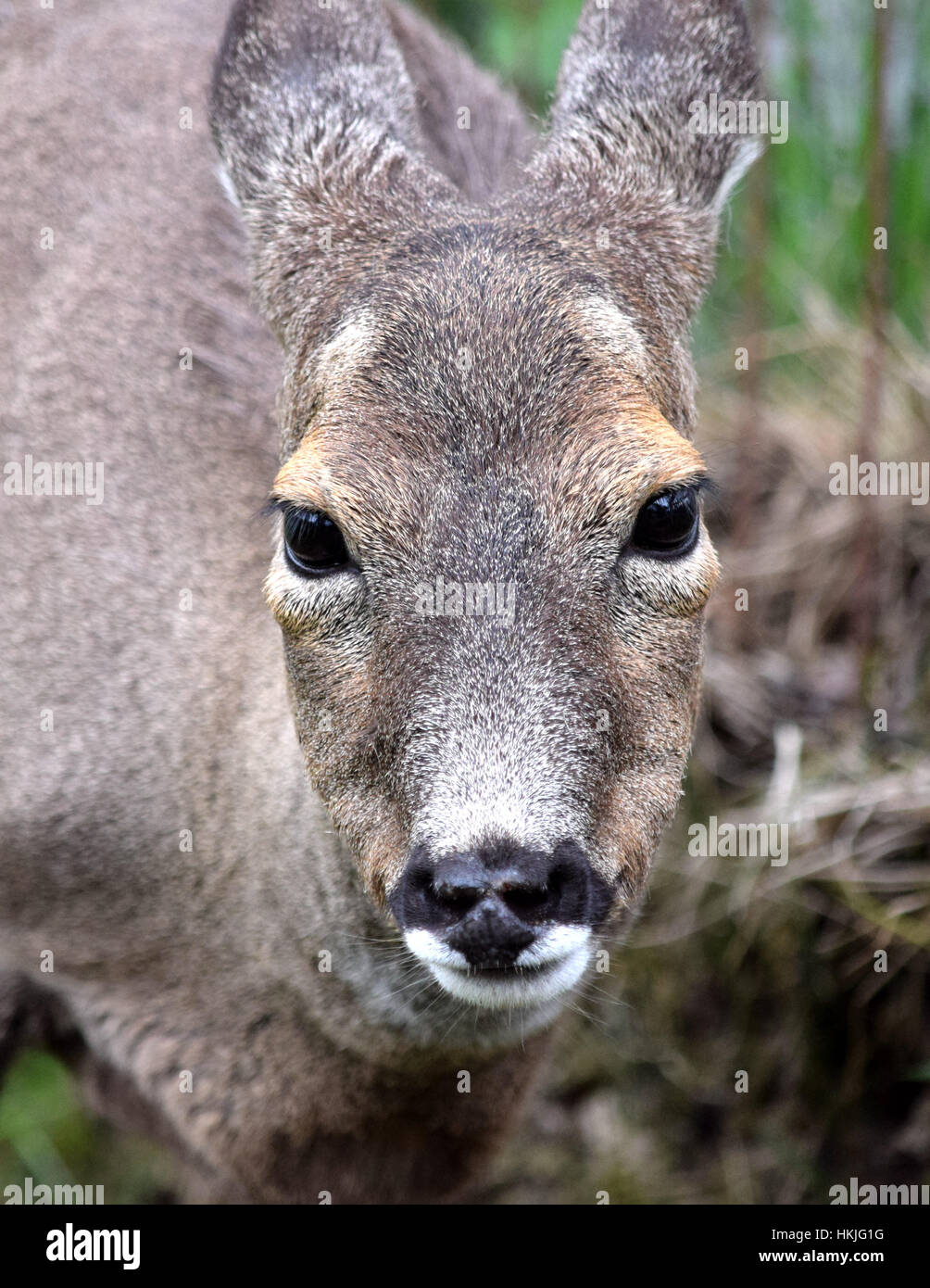 Junge schottische Hirsche Stockfoto