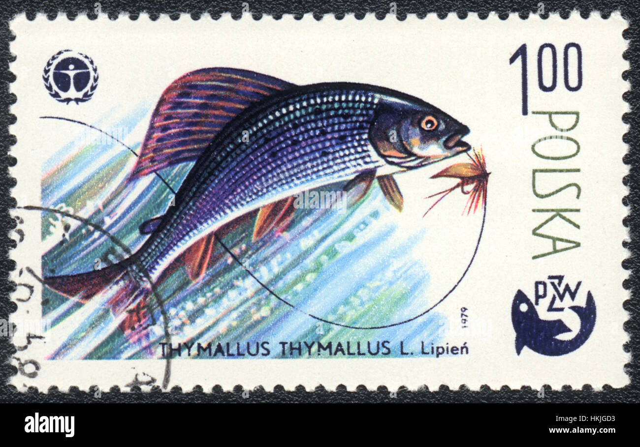 Eine Briefmarke gedruckt in Polen zeigt einen Fisch Äsche (Thymallus Thymallus), Serie "Fishing", ca. 1979 Stockfoto