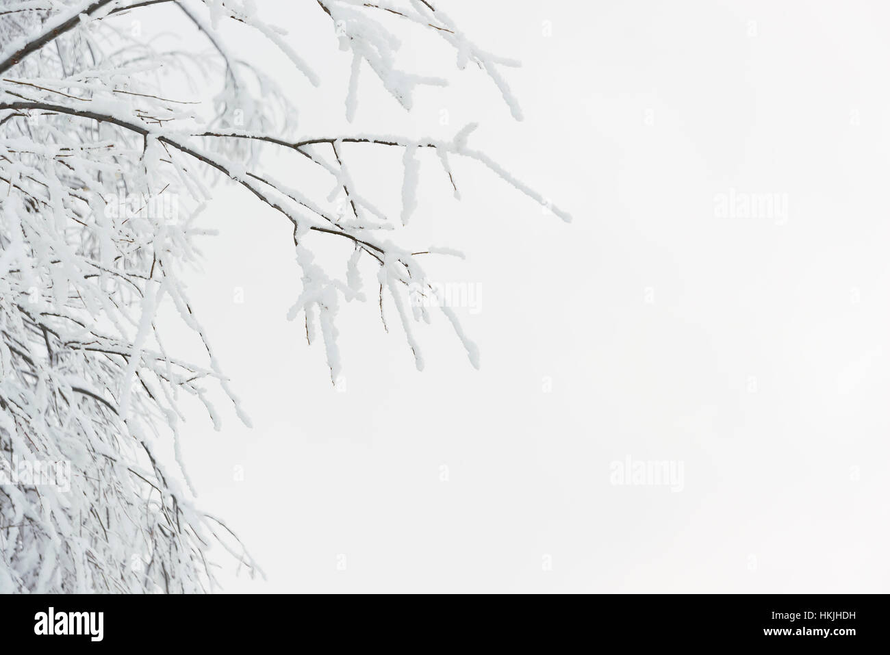 Zweige mit Schnee im Winter. Stockfoto