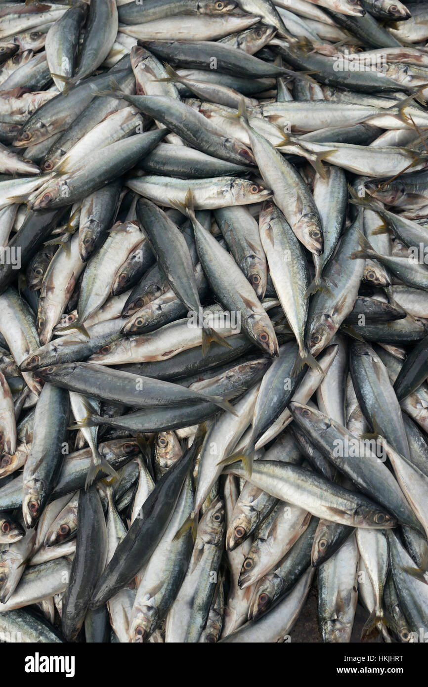 Makrele Fisch zum Verkauf am Fischmarkt, Western Province, Sri Lanka Stockfoto