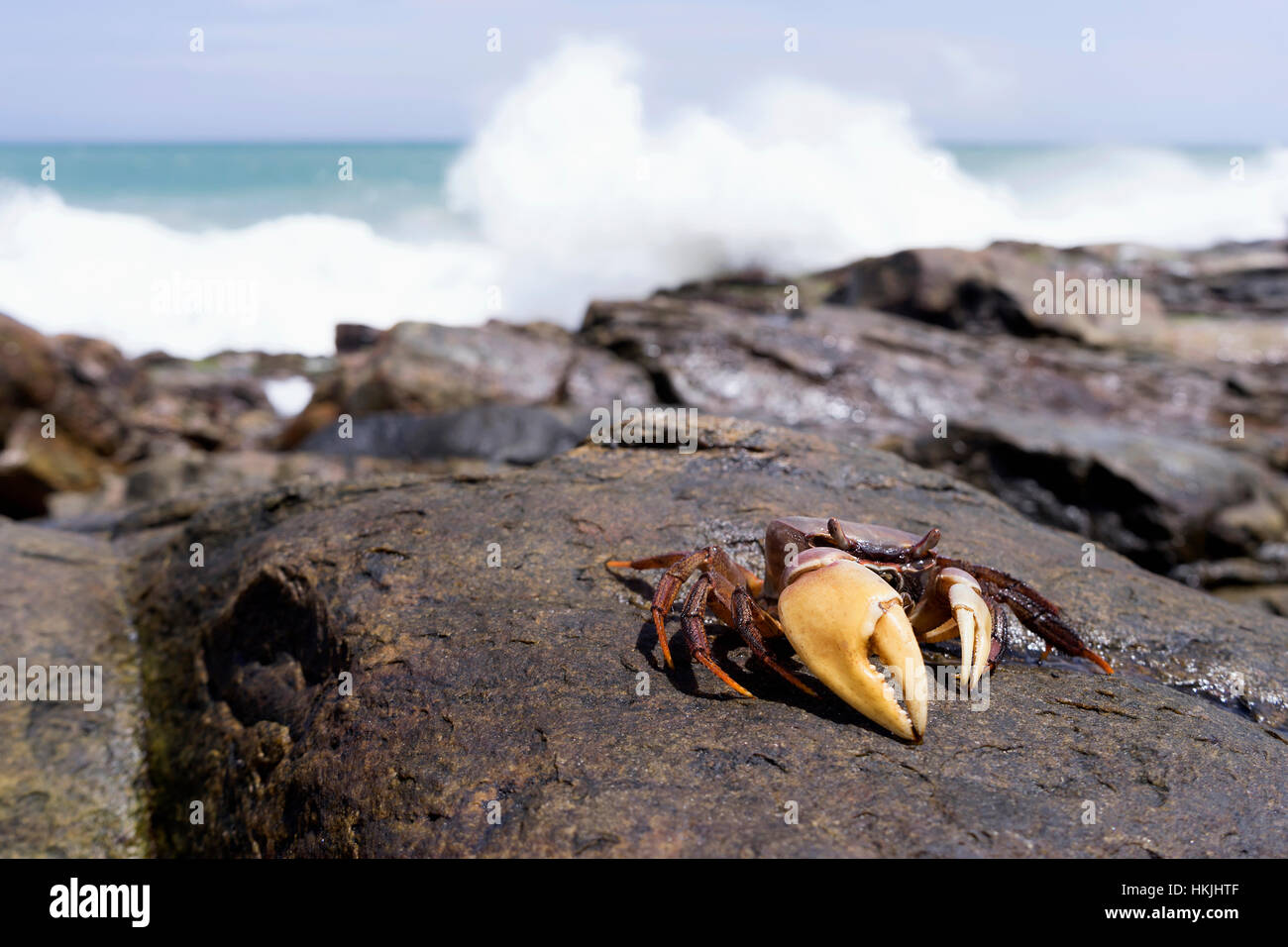 Krabben Sie mit großen Klaue auf Felsen, Tangalle, Süden Provinz, Sri Lanka Stockfoto