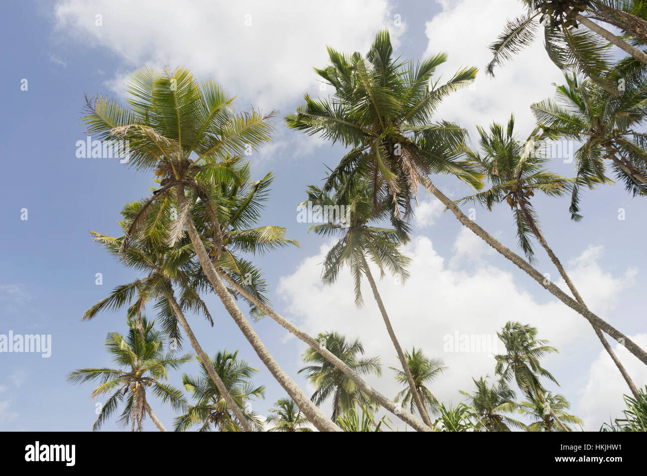 Palmen am Strand gegen Himmel, Tangalle, Süden Provinz, Sri Lanka Stockfoto