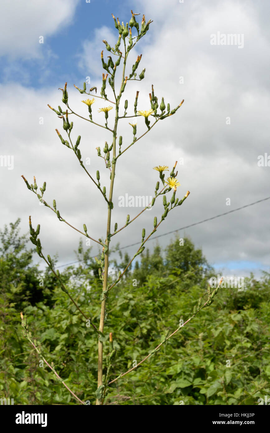 Großer Salat, Lactuca virosa Stockfoto