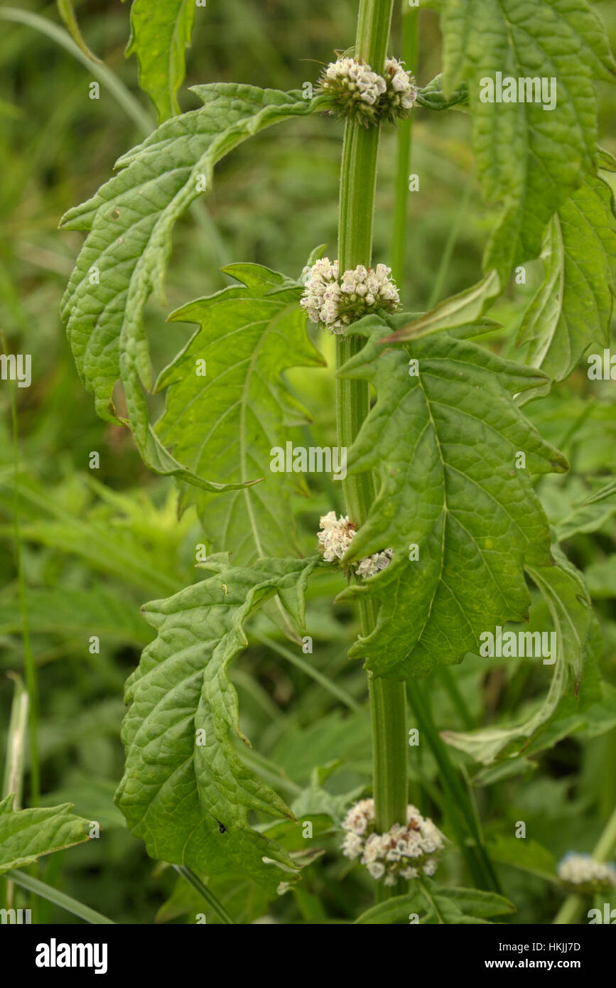 Gypsywort, Lycopus europaeus Stockfoto