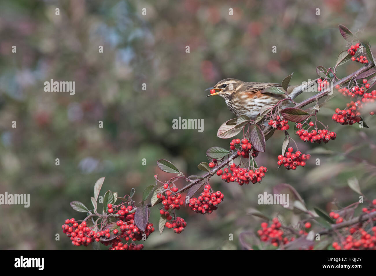 Redwing-Turdus Iliacus ernährt sich von Beeren Zwergmispel. Winter. Stockfoto