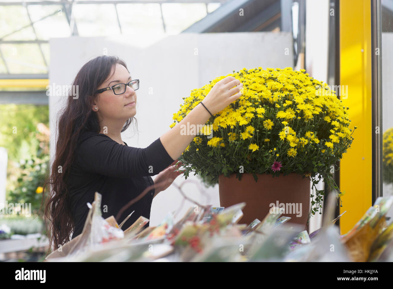 Junge Frau Prüfung gelbe Blumen im Gewächshaus, Freiburg Im Breisgau, Baden-Württemberg, Deutschland Stockfoto