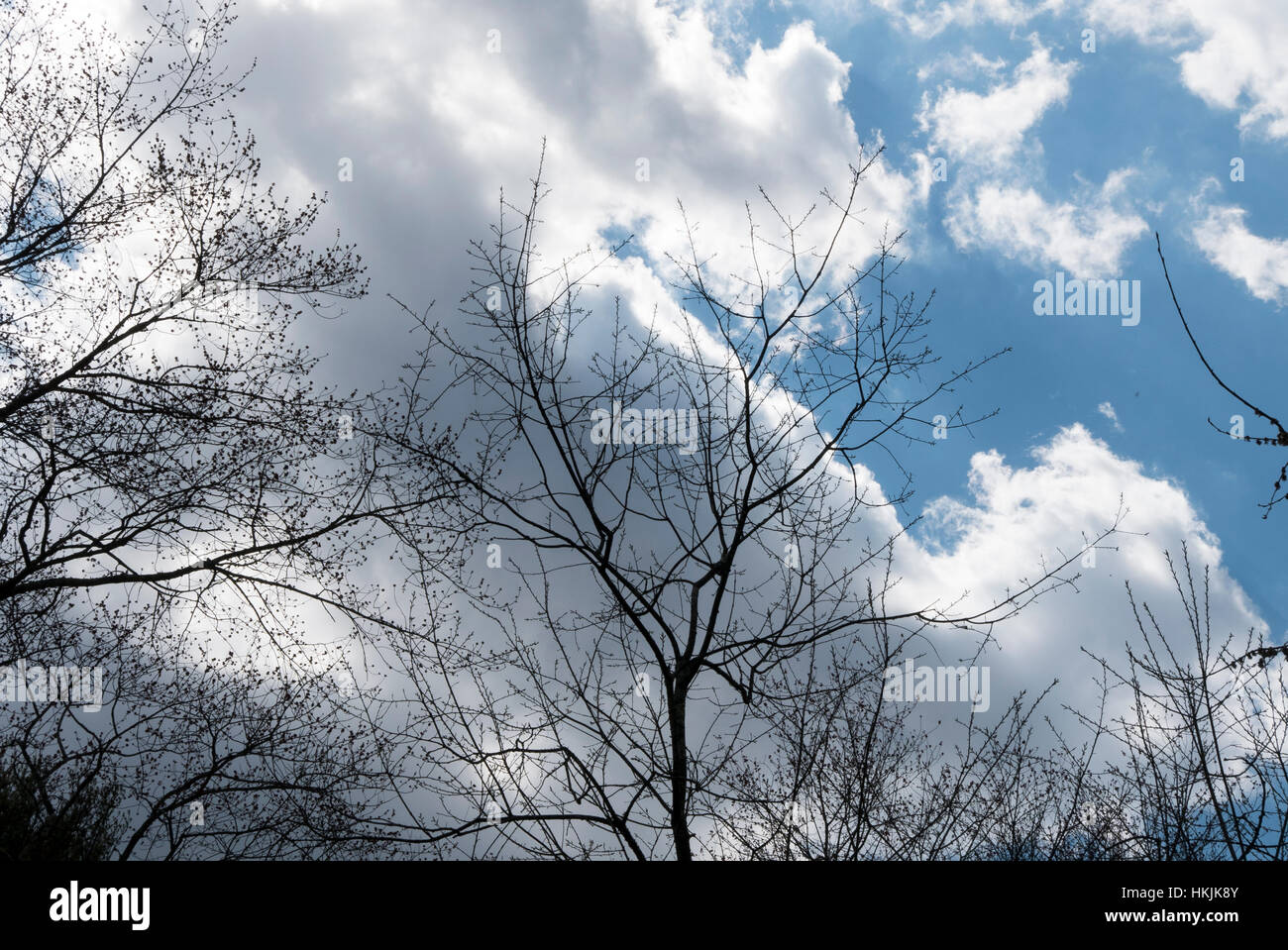 Bäume, Wolken, Himmel. Stockfoto