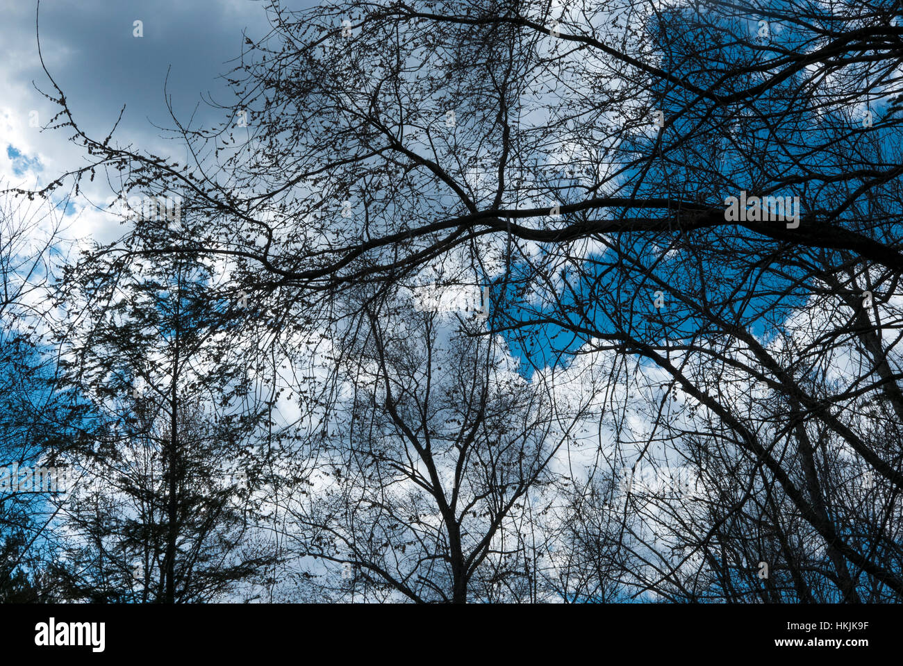 Bäume, Wolken, Himmel. Stockfoto