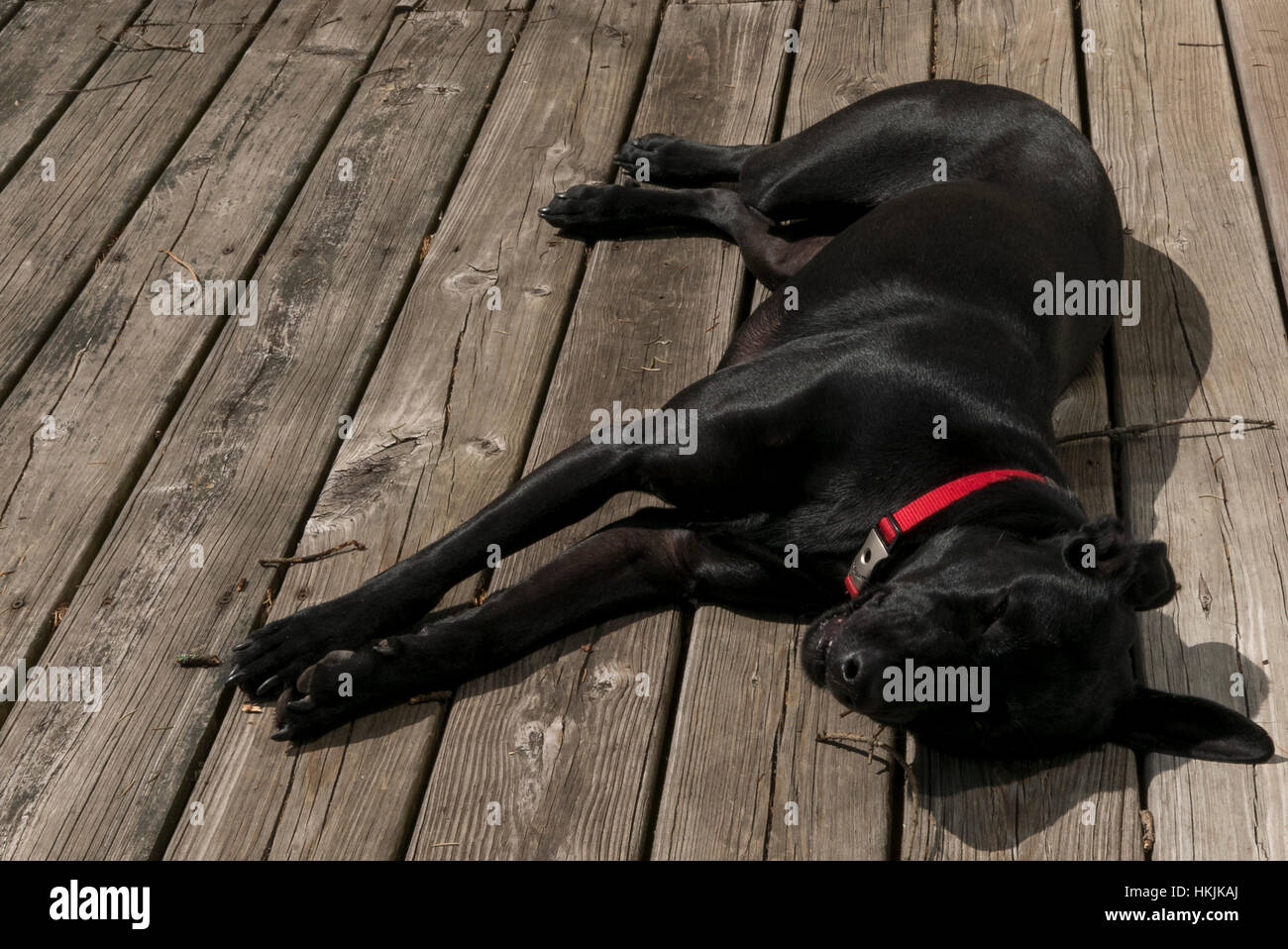 Schwarze Labrador Mix Sonnenbaden an deck Stockfoto