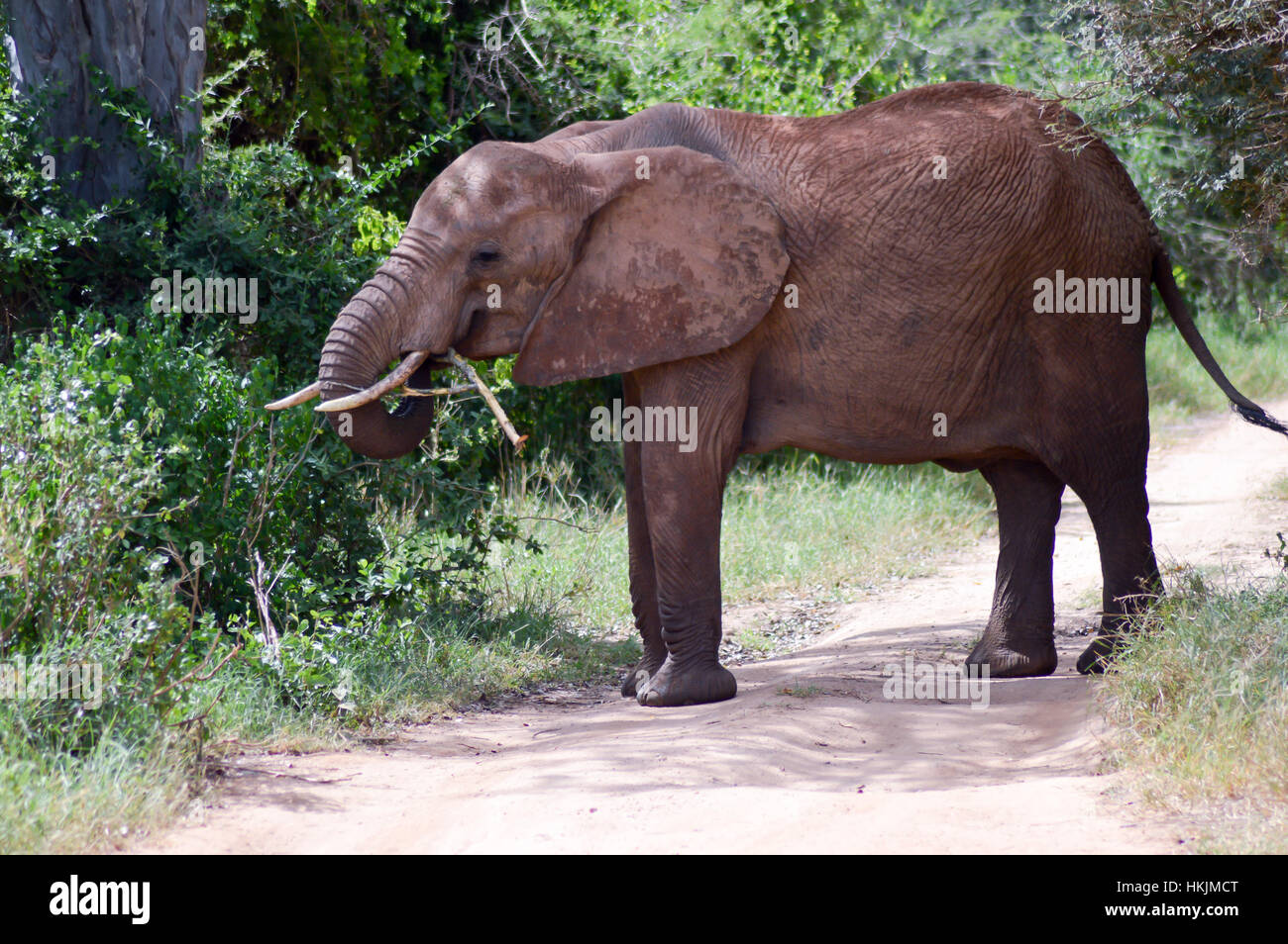 Elefant Essen eine Filiale auf einem Pfad in der Savanne des Tsavo West Park in Kenia Stockfoto