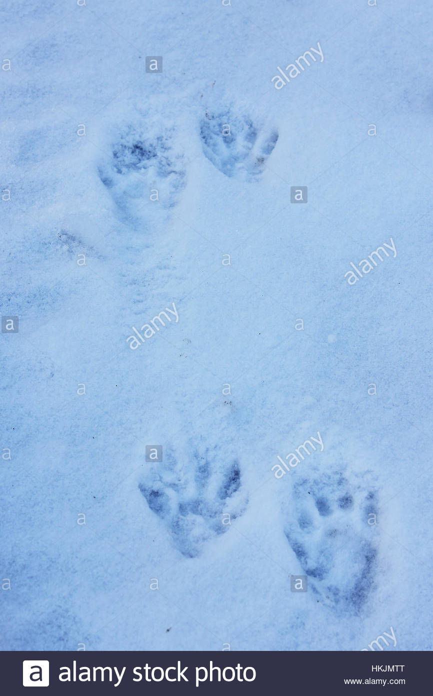 Waschbär Spuren Schnee Stockfotos & Waschbär Spuren Schnee Bilder Alamy