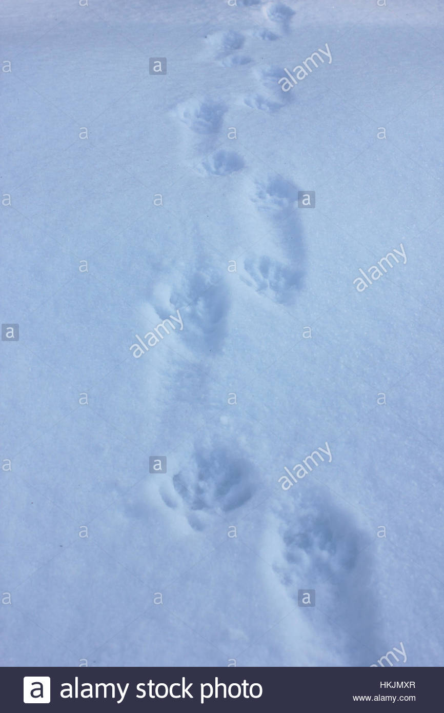 WaschbärSpuren im Schnee in westlichen Maine Stockfoto, Bild