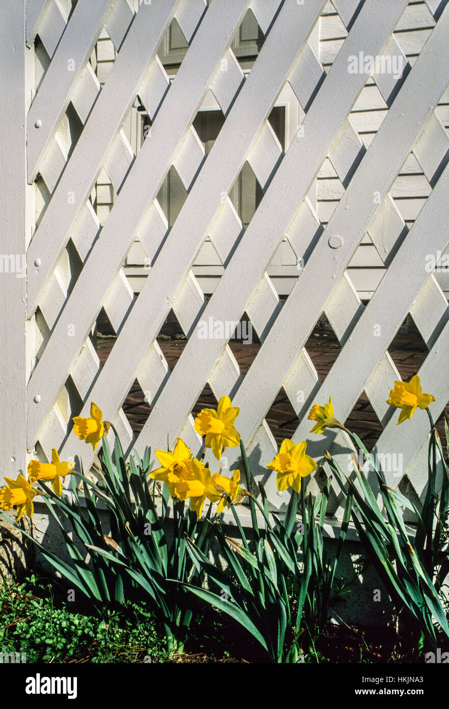 Weißer Gittergartenzaun mit frühem Frühling Daffodil Frühlingsgarten mehrjährige Grenze Zaun Wand in Freehhold Township, New Jersey, USA, Gitter Veranda Pastell Stockfoto