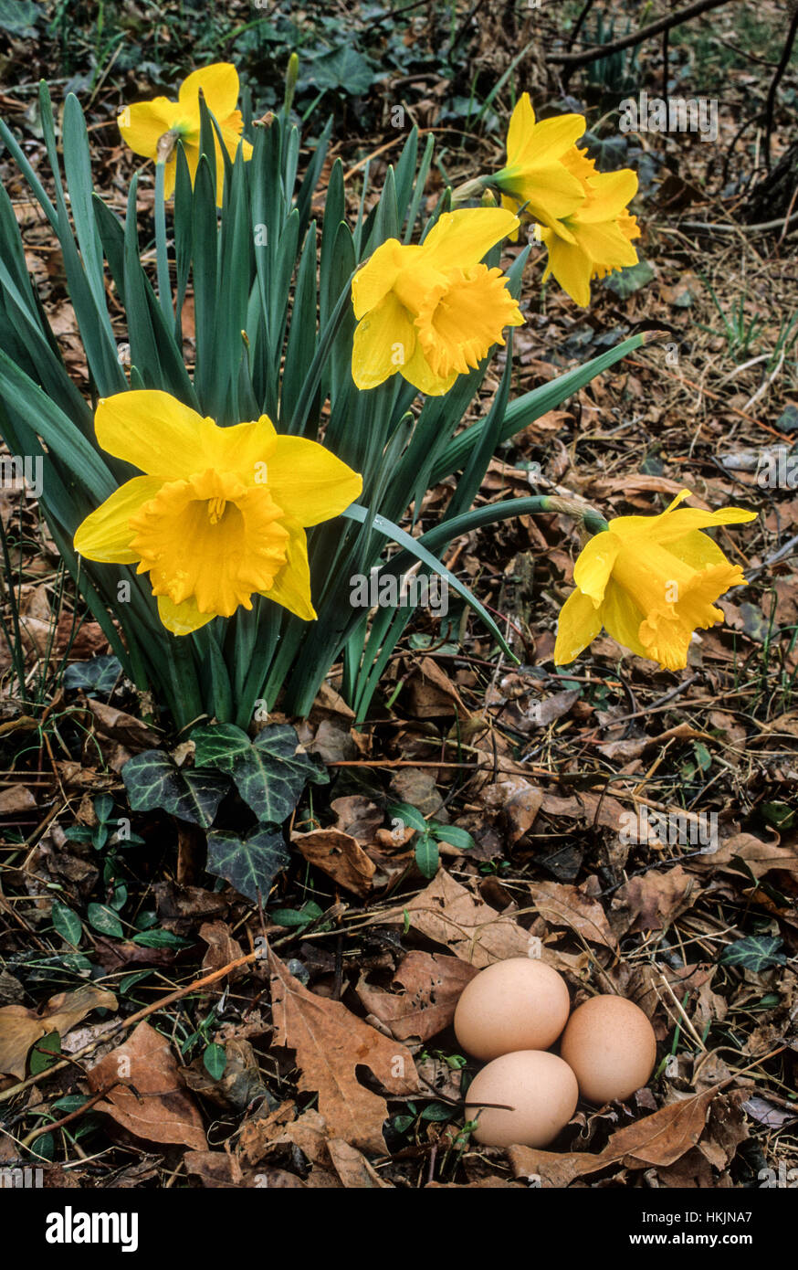 Narzissen und ein Nest aus Hühnereiern in einem frühlingshaften Narzissenblumengarten, Monroe Township, New Jersey, USA, NJ, zeichen des Frühlings gelb vertikale Landwirtschaft Stockfoto