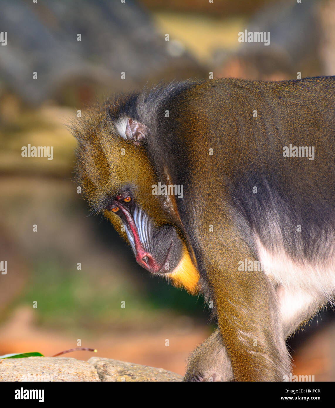 mandrill-mandrillus-sphinx-an-den-r-ndern-der-savanne-oder-im