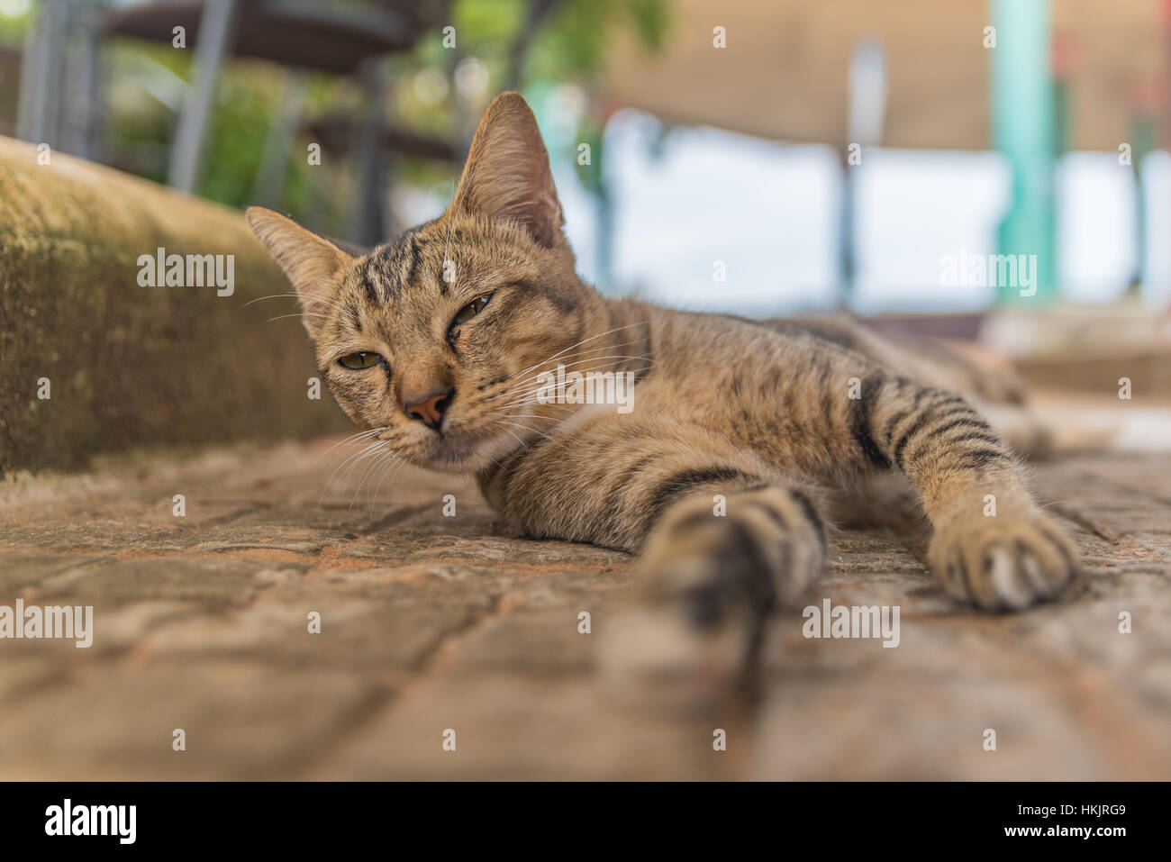 Thailand-Katze liegend am Boden Stockfoto