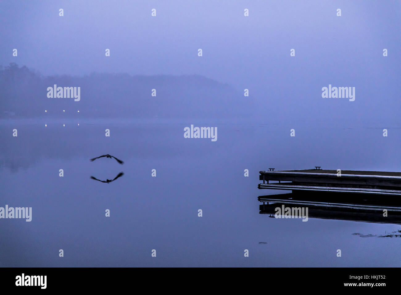 Der Baldeneysee See in Essen, Deutschland, ein Stausee des Flusses Ruhr, Winterzeit, nebligen Tag, große Reiher Vogel, Stockfoto