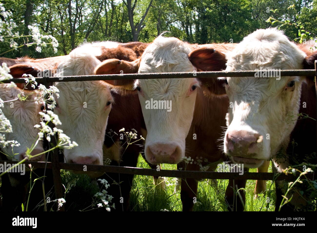 Die Kühe Montbeliarde BosTaurus Köpfe Blick durch den Zaun, Dunsfold, Surrey. Stockfoto