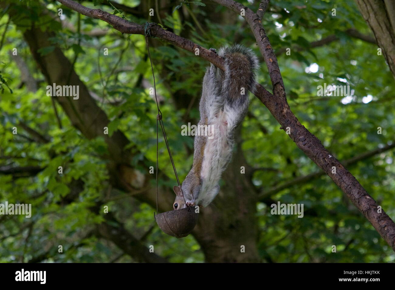 Grau, Sciurus Carolinensis Eichhörnchen füttern von Ast. Stockfoto