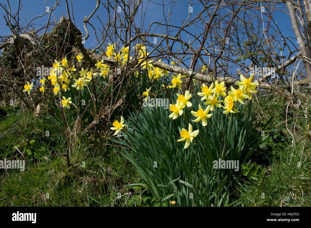 Auf einem Wanderweg Bank, Lügner, Devon wild wachsende Narzissen Stockfoto