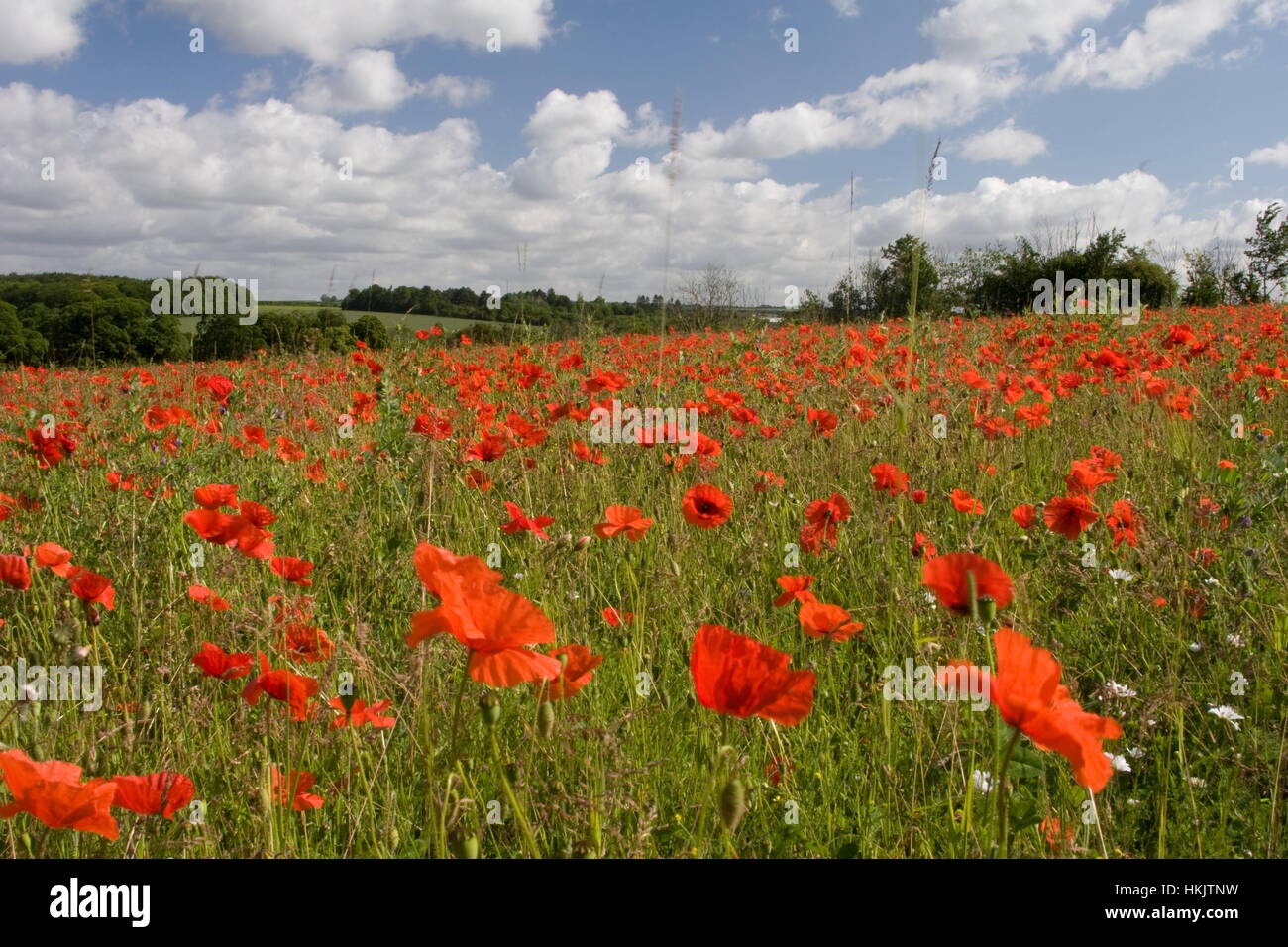 Mohnfeld, Overton, Hampshire Stockfoto