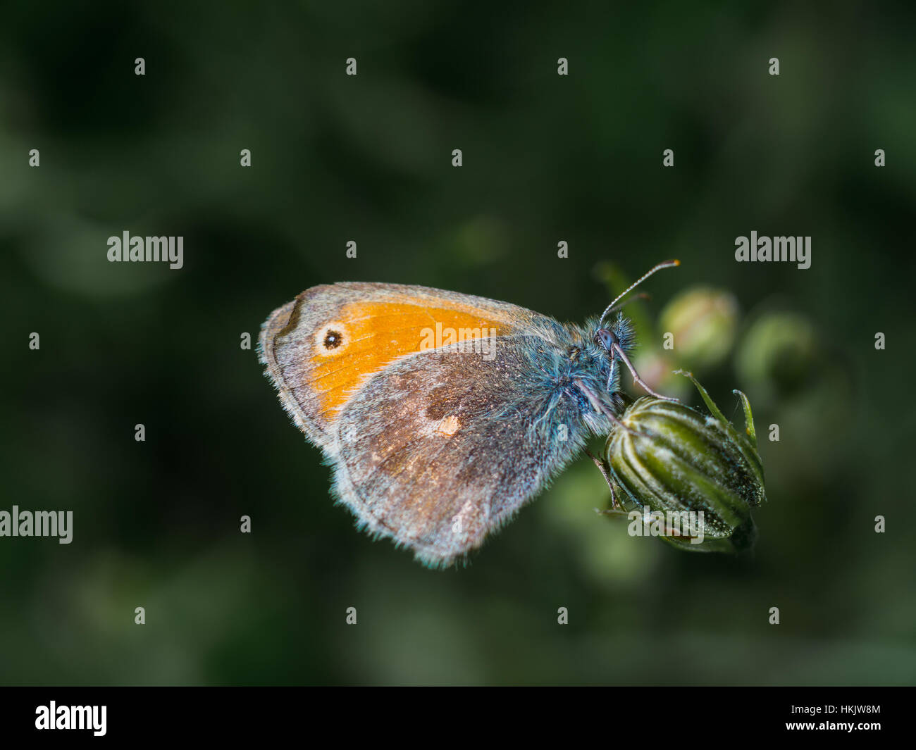 Farbenfrohe Schmetterling auf einer Pflanze Stockfoto