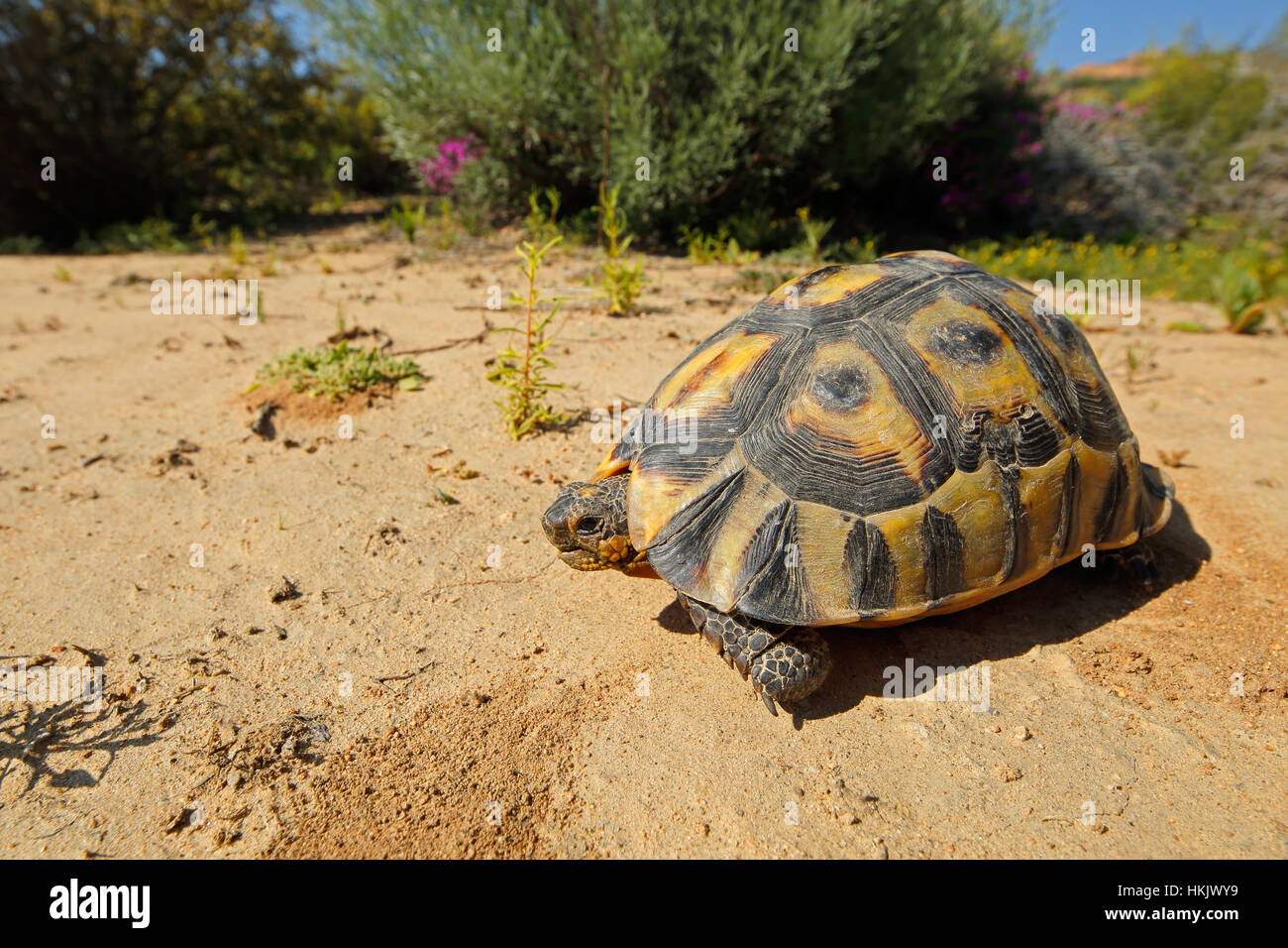 Ein angulate Tortoise (Chersina Angulata) im natürlichen Lebensraum, Südafrika Stockfoto