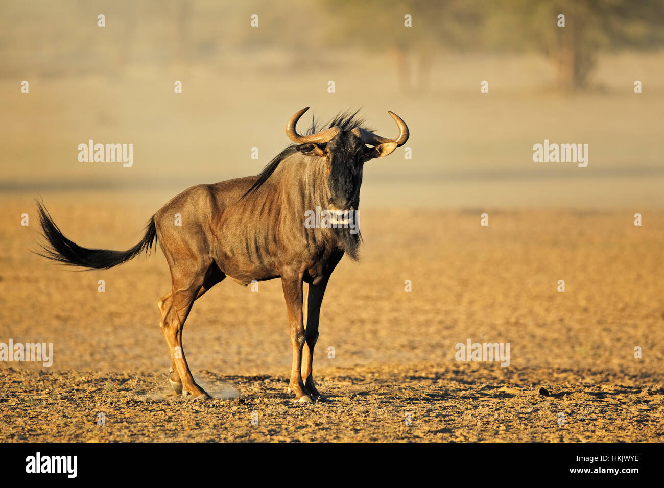 Eine blaue Gnus (Connochaetes Taurinus) in Staub, Kalahari-Wüste, Südafrika Stockfoto